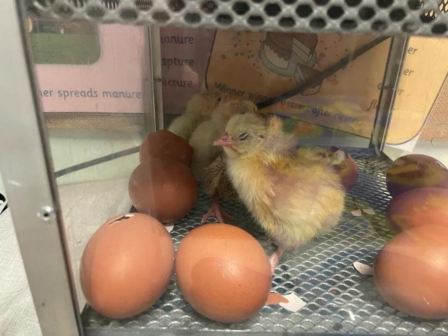 Chick Photos