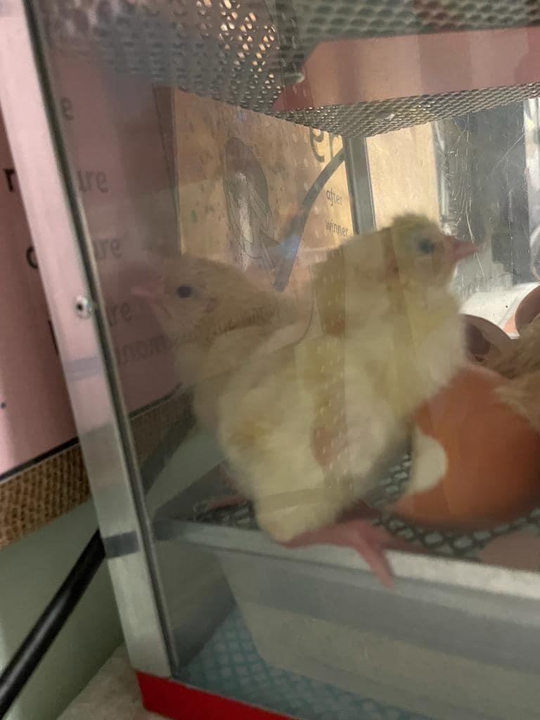 Chick Photos