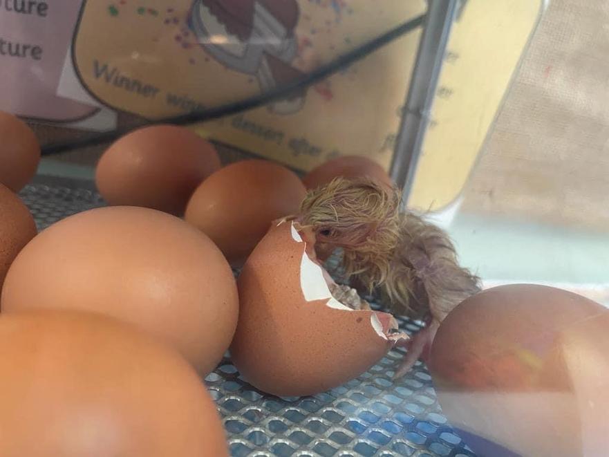 Chick photos
