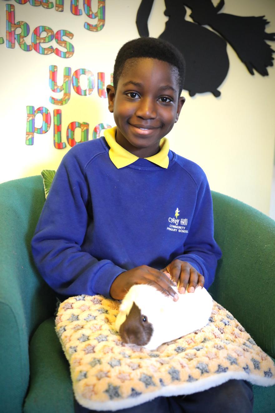 Guinea pig