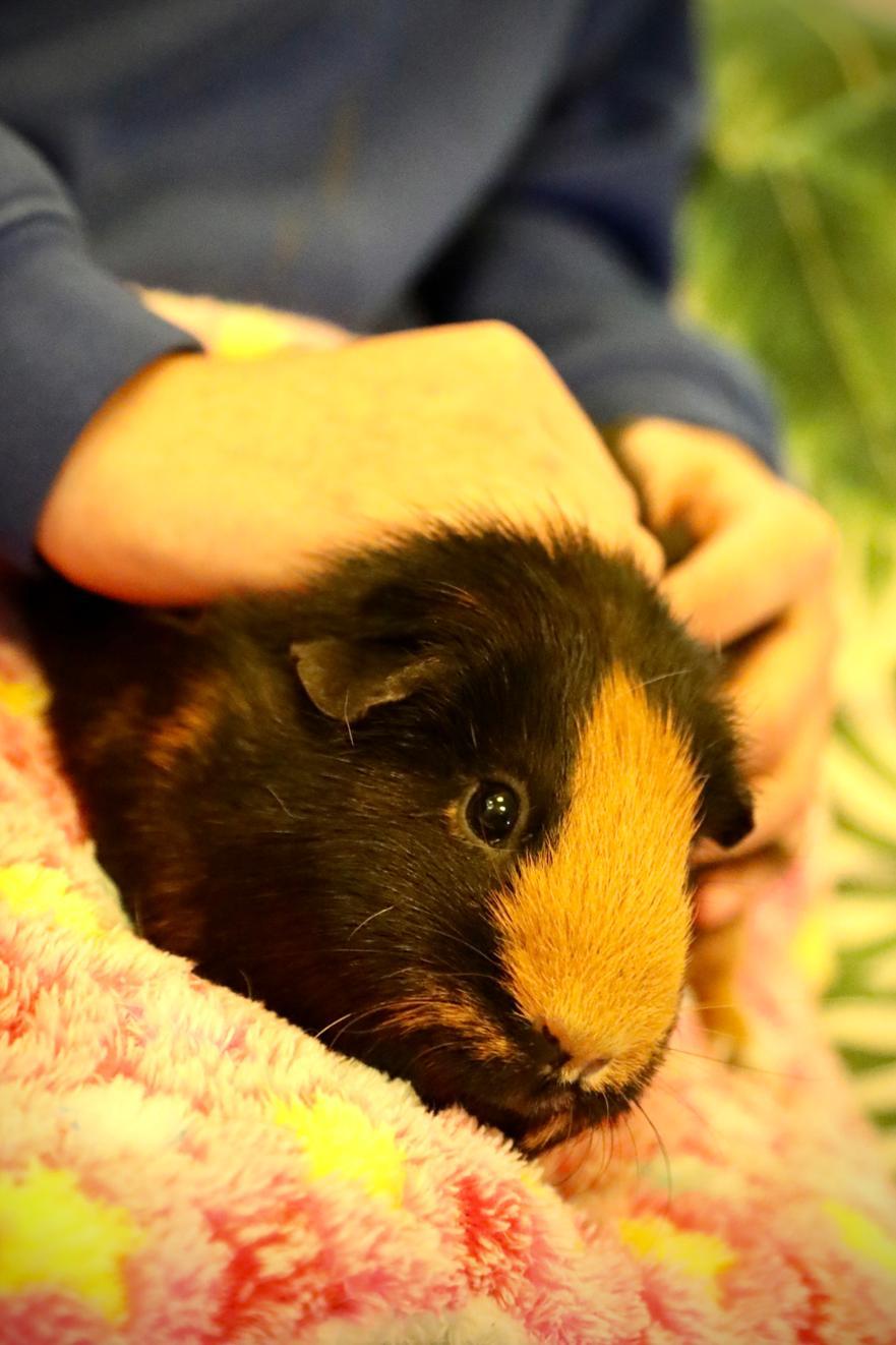 Guinea pig