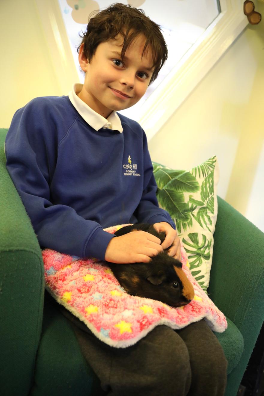 Guinea pig