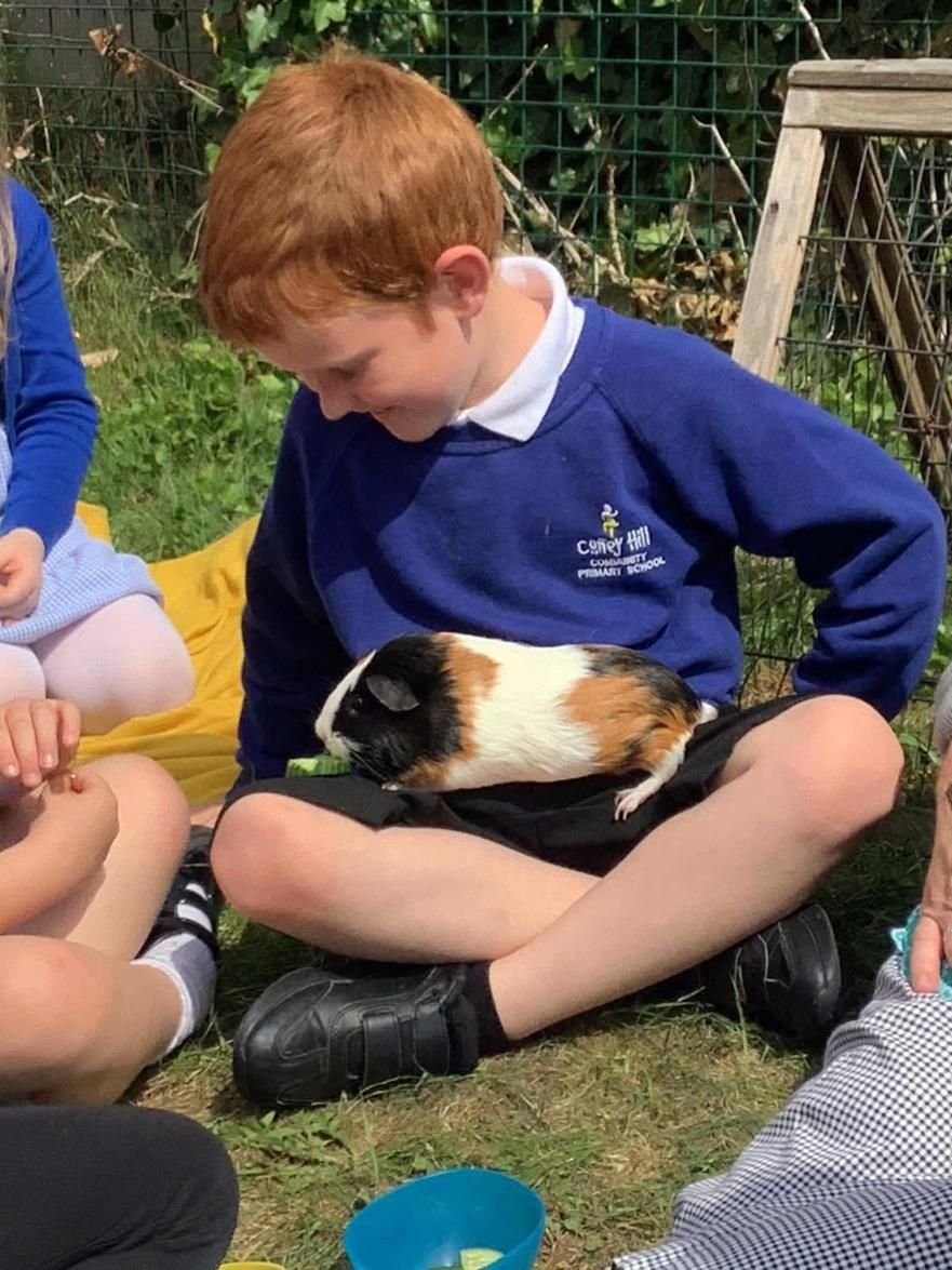 GUINEA PIGS 3.jpg